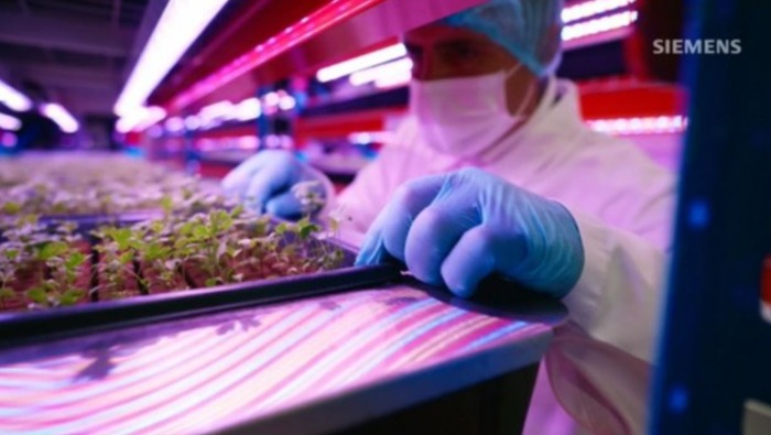 Siemens technológiával dolgozik a Bustanica