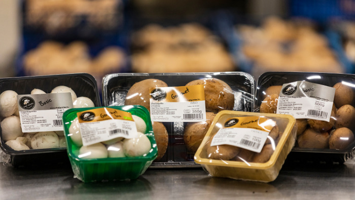 Marketing Diamond: A Bio-Fungi Kft.-t kérdeztük