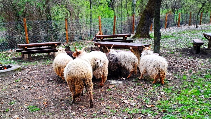 KÖSZ Hankook! – az idén is