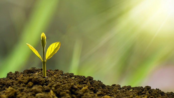 Praktiker: Így ébreszd fel kertedet téli álmából