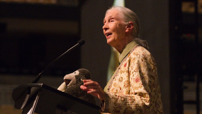 K&H: Jane Goodall munkássága számunkra példaadó