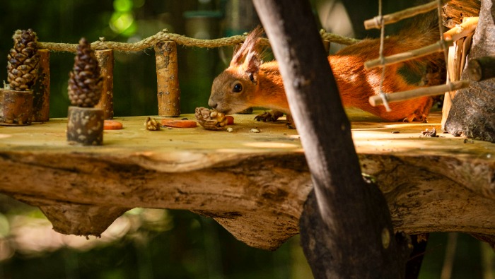 Megnyílt az ország első K&H állatbarát ligetek mókusjátszótere