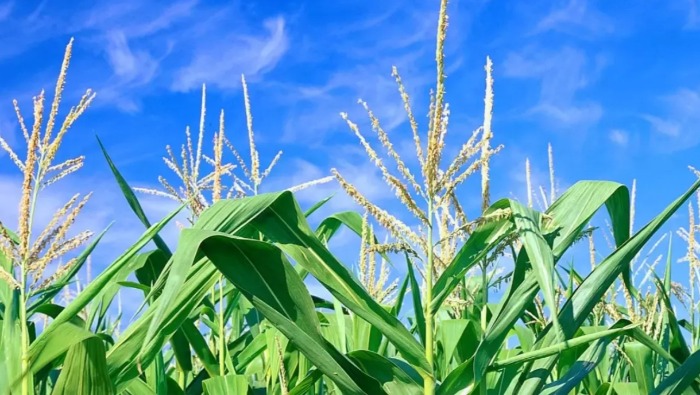 Megjelent a Nestlé közös értékteremtési összefoglalója