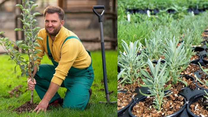 Megyeri Szabolcs története