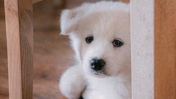 Kutyabarátok lesznek az Erste-fiókok