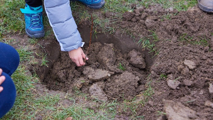 SPAR: Őshonos gyümölcs-fák ültetésével a karbon-lábnyom csökkentésért