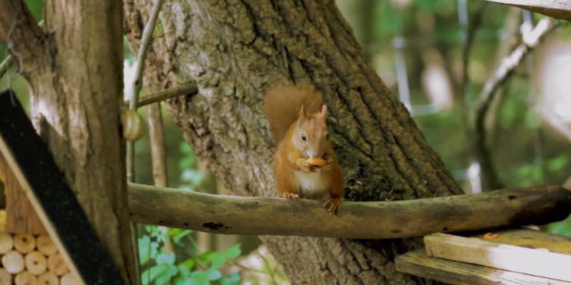 megnyílt az ország első K&H állatbarát ligetek mókusjátszótere